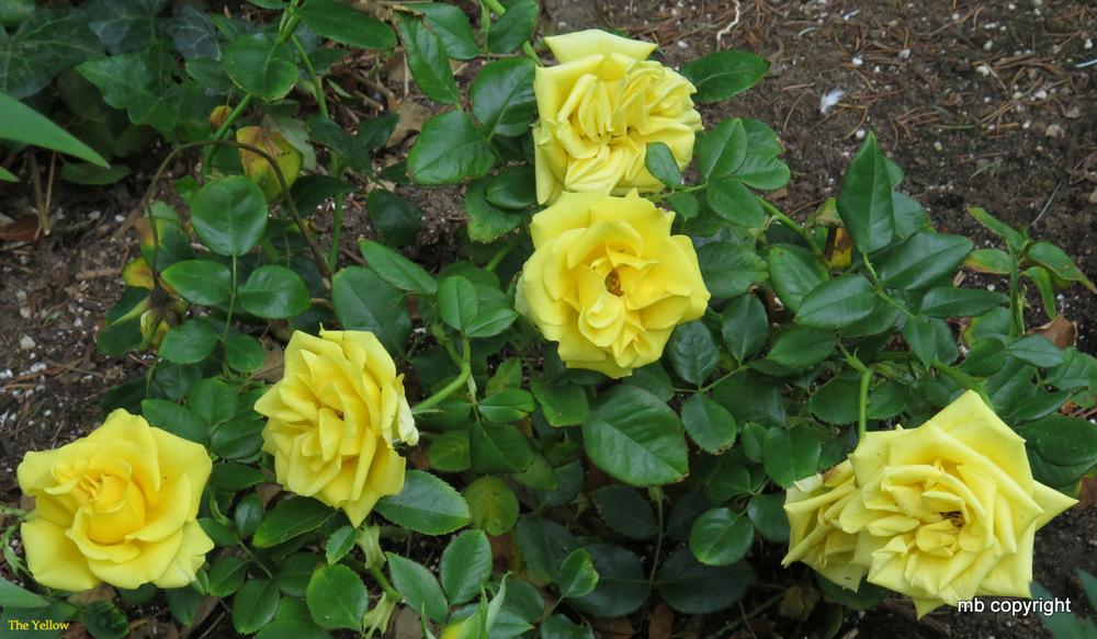 Photo of Rose (Rosa 'The Yellow') uploaded by MargieNY