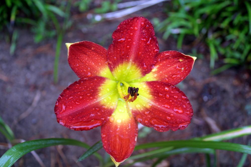 Photo of Daylily (Hemerocallis 'Passion for Red') uploaded by SeaCanepain