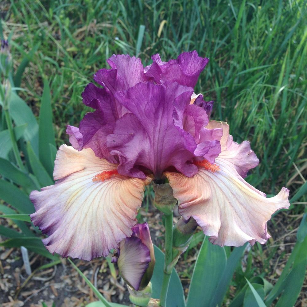 Photo of Tall Bearded Iris (Iris 'Dandy Candy') uploaded by SpringGreenThumb