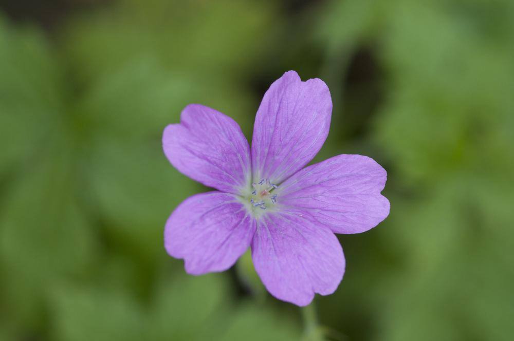 Photo of French Crane's-bill (Geranium 'Wargrave Pink') uploaded by cliftoncat