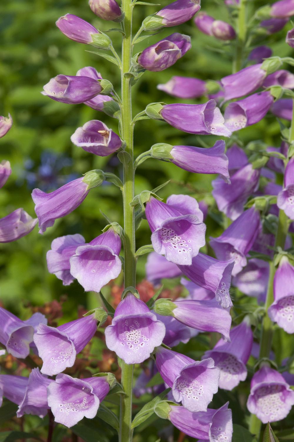 Photo of Foxgloves (Digitalis) uploaded by cliftoncat