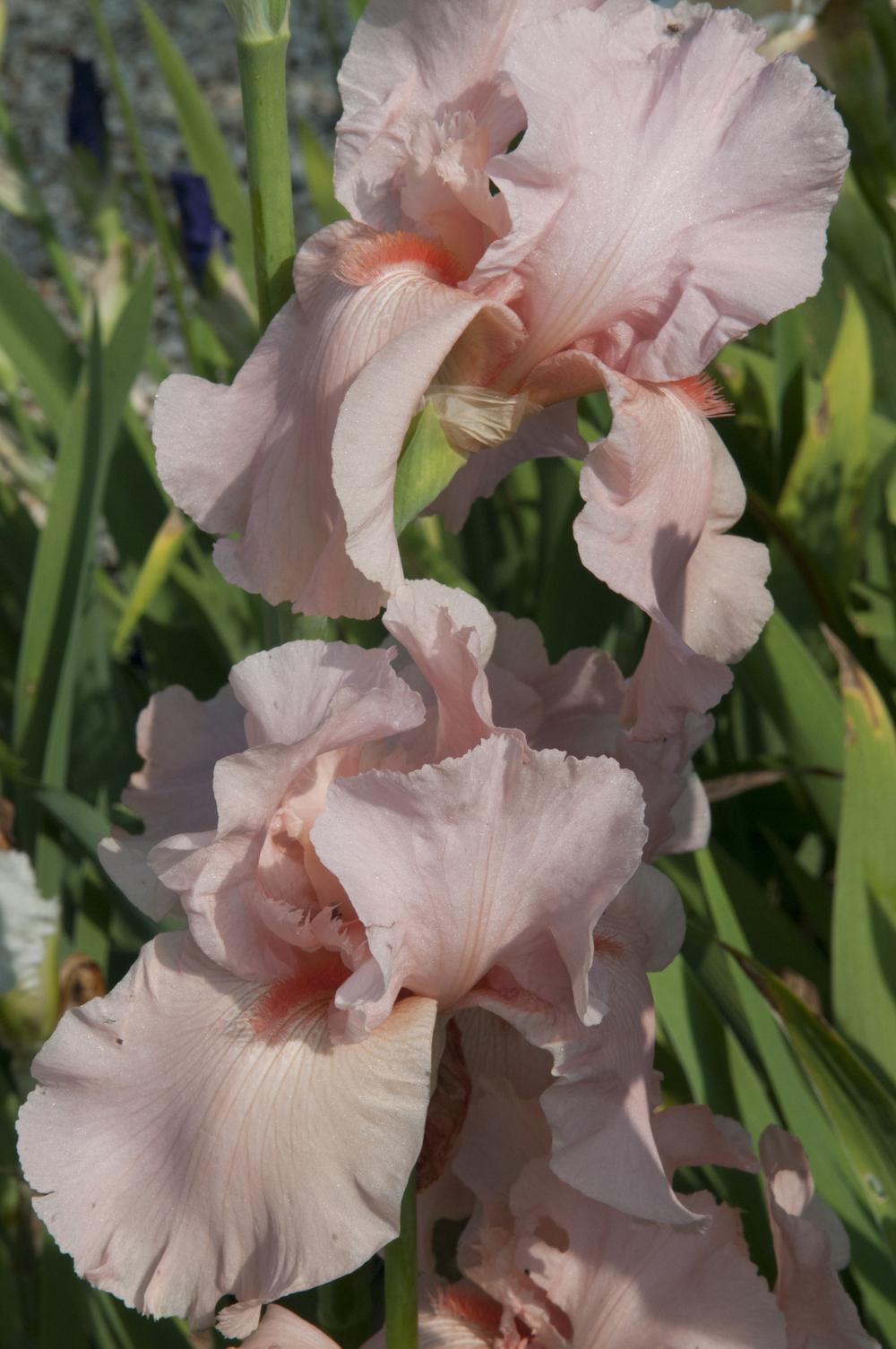 Photo of Tall Bearded Iris (Iris 'Magical Encounter') uploaded by cliftoncat