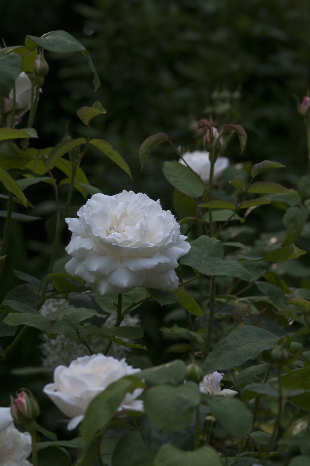 Photo of Rose (Rosa 'Winchester Cathedral') uploaded by cliftoncat