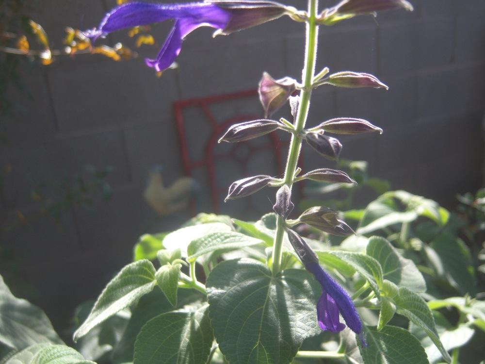 Photo of Mexican Sage (Salvia mexicana 'La Placita') uploaded by cocoajuno
