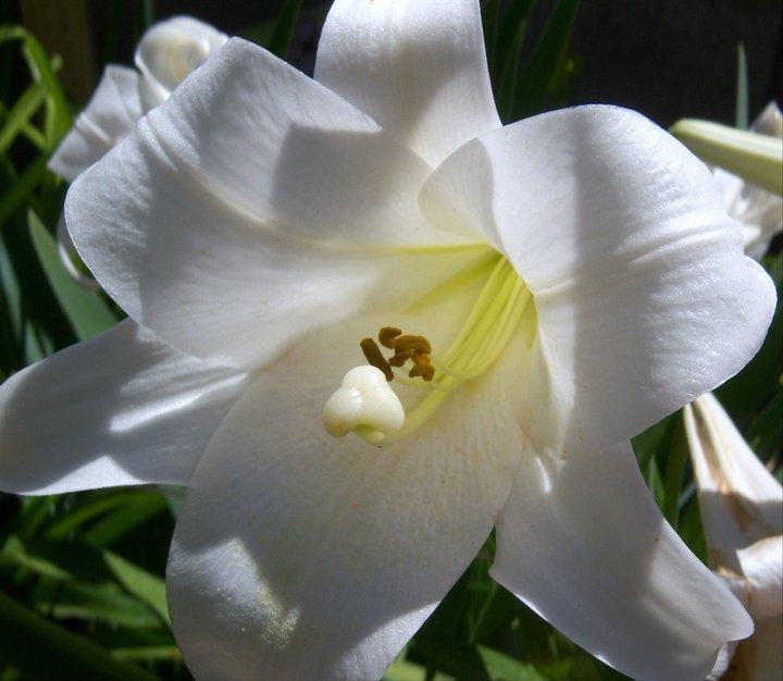 Photo of Lily (Lilium longiflorum) uploaded by cocoajuno