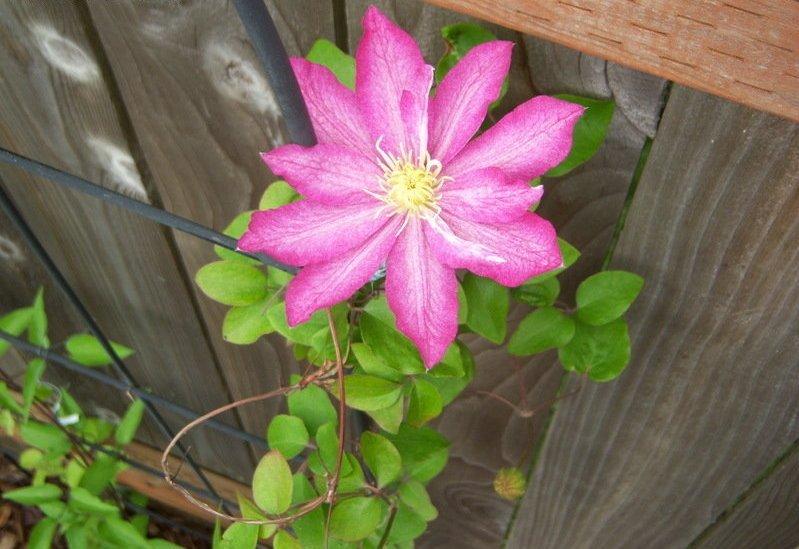Photo of Clematis 'Asao' uploaded by cocoajuno