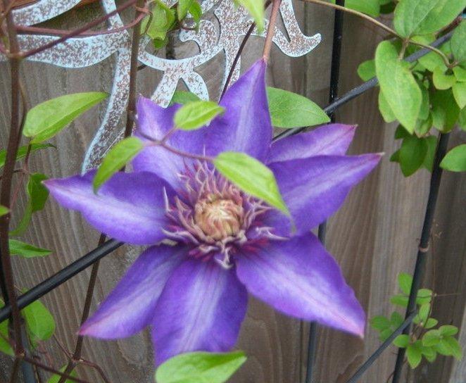 Photo of Clematis 'Multi Blue' uploaded by cocoajuno