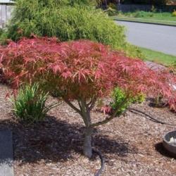 Location: WA
Date: Summer
This is at its darkest color, this tree turns many colors in one 
