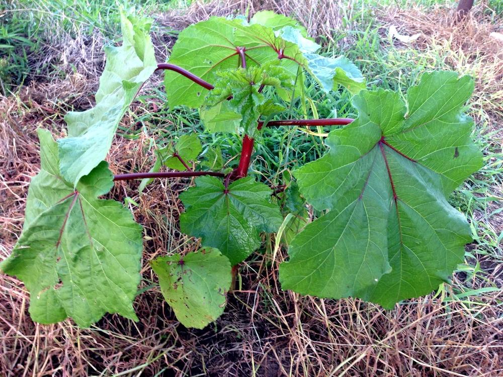 Photo of Okra (Abelmoschus esculentus 'Hill Country Heirloom Red') uploaded by coryvp