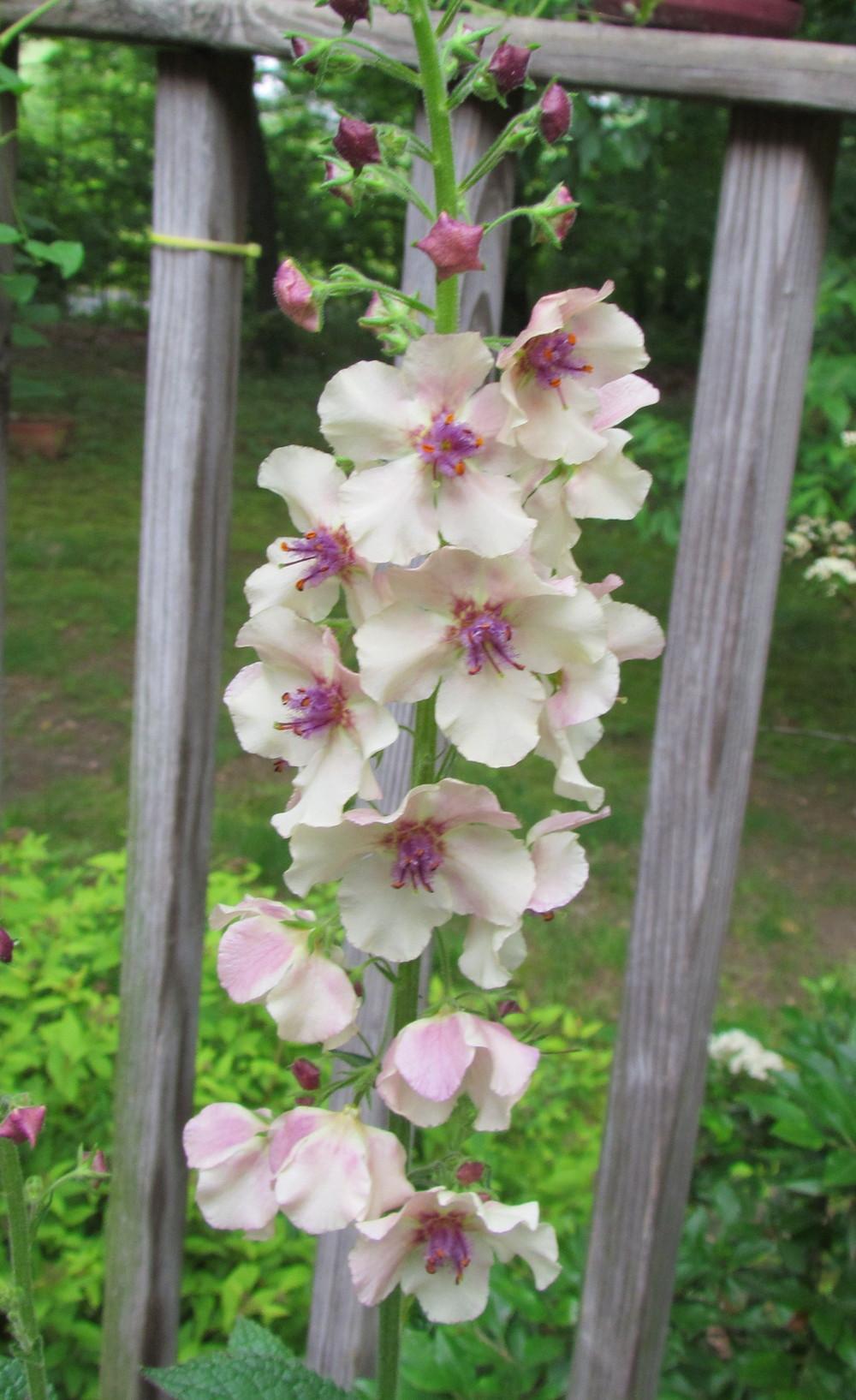 Photo of Ornamental Mullein (Verbascum 'Southern Charm') uploaded by greenthumb99
