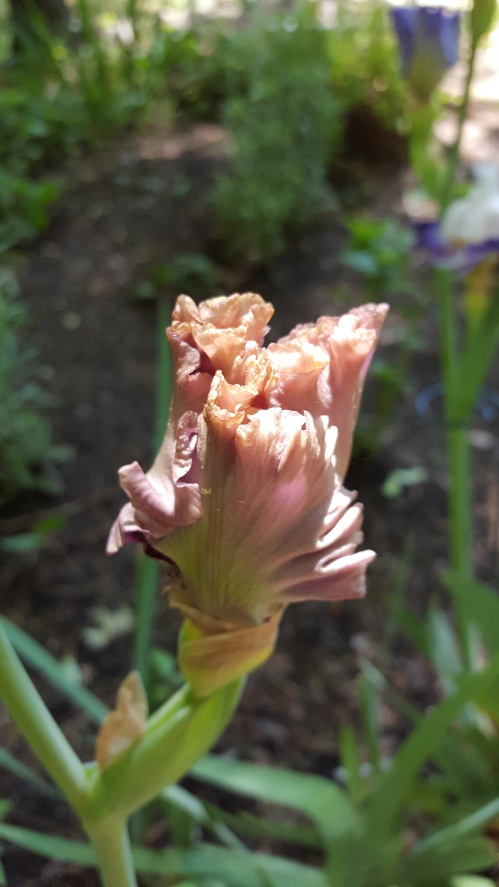 Photo of Tall Bearded Iris (Iris 'Center Line') uploaded by Dachsylady86