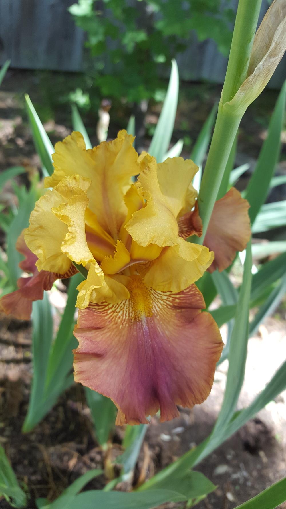 Photo of Tall Bearded Iris (Iris 'Class Clown') uploaded by Dachsylady86