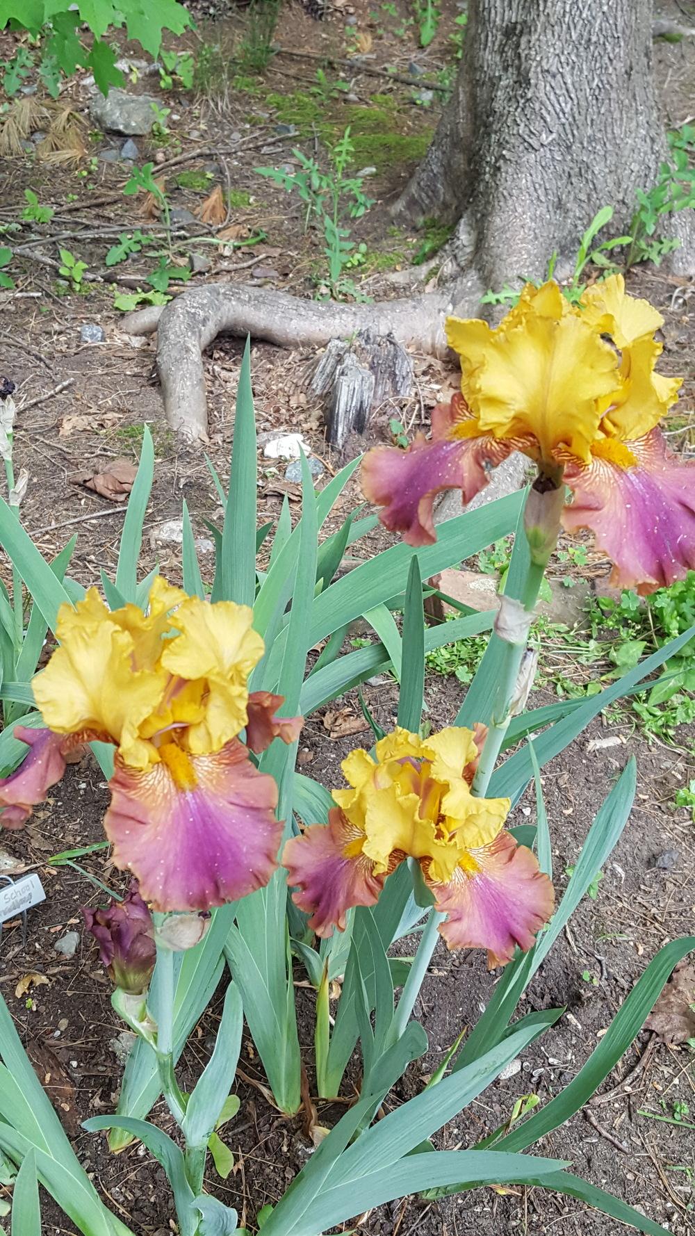 Photo of Tall Bearded Iris (Iris 'Class Clown') uploaded by Dachsylady86