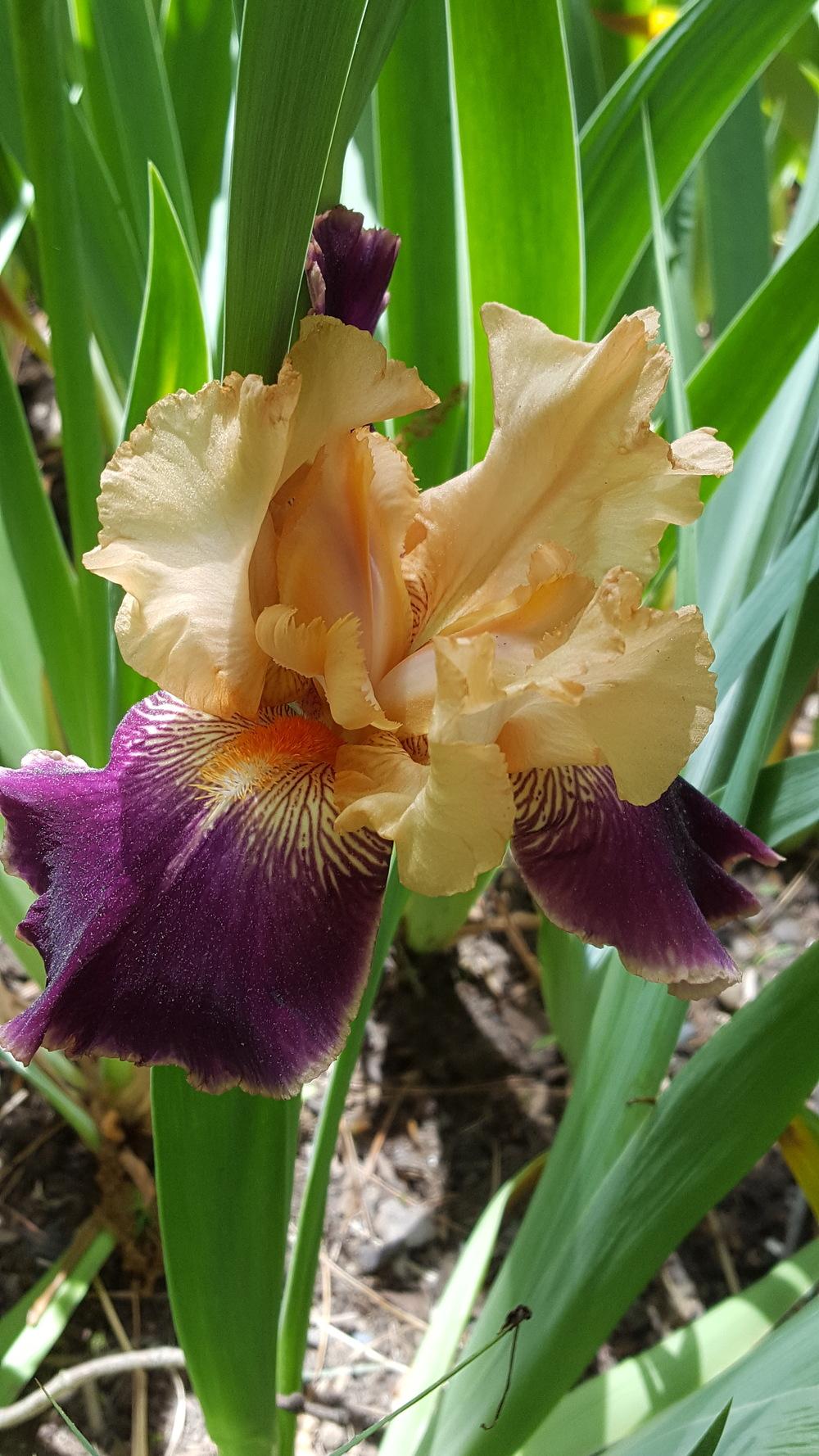 Photo of Tall Bearded Iris (Iris 'Fashion Queen') uploaded by Dachsylady86