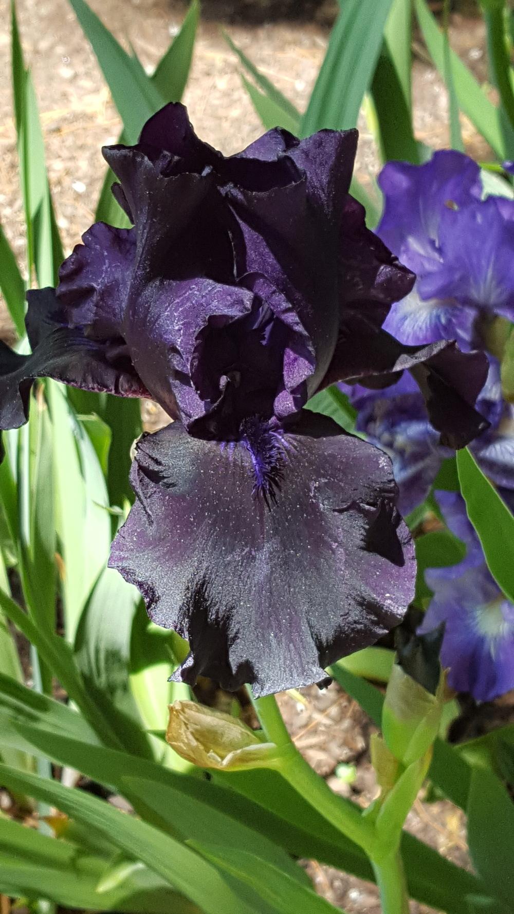 Photo of Tall Bearded Iris (Iris 'Hello Darkness') uploaded by Dachsylady86
