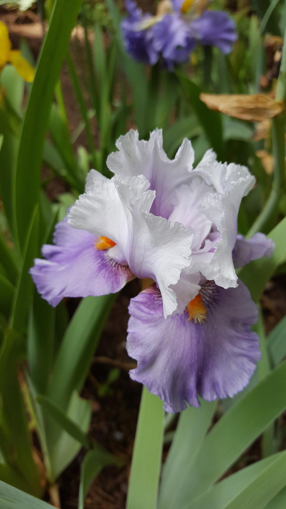 Photo of Tall Bearded Iris (Iris 'Alpine Butterfly') uploaded by Dachsylady86