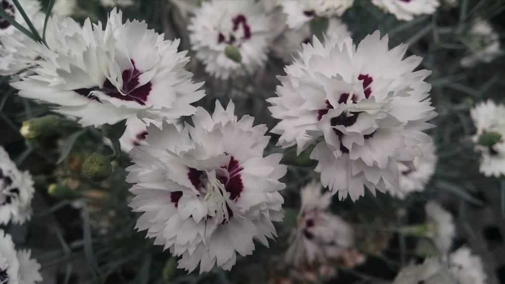 Photo of Dianthus Promotional™ Silver Star uploaded by EvergreenMike