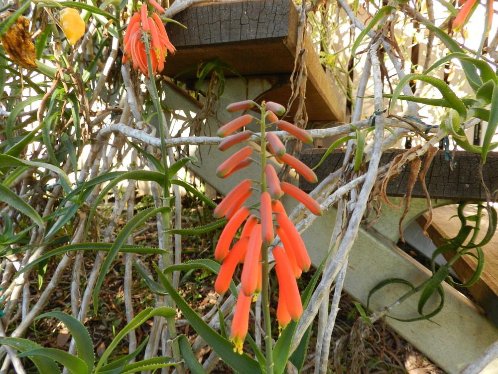 Photo of Climbing Aloe (Aloiampelos ciliaris) uploaded by Gleni