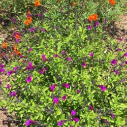 Location: Hamilton Square Garden, Historic City Cemetery, Sacramento CA.
Date: 2016-06-09
Zone 9b. The flower production has really ignited.