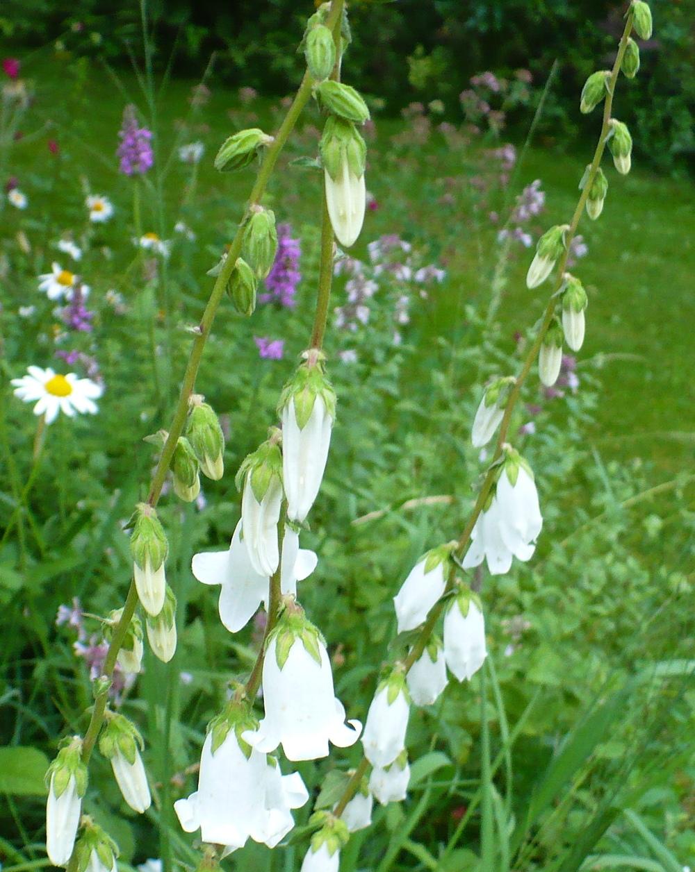Photo of White Bellflower (Campanula alliariifolia) uploaded by HemNorth