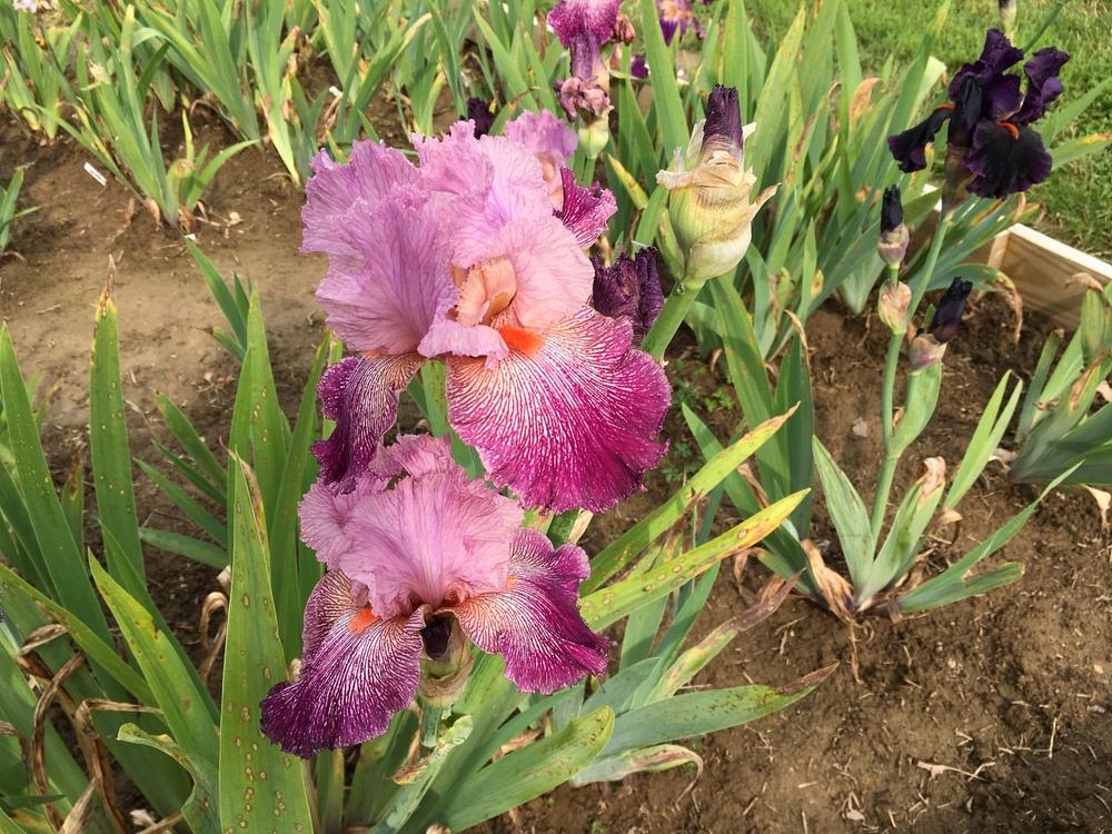 Photo of Tall Bearded Iris (Iris 'Anything Goes') uploaded by Islandview