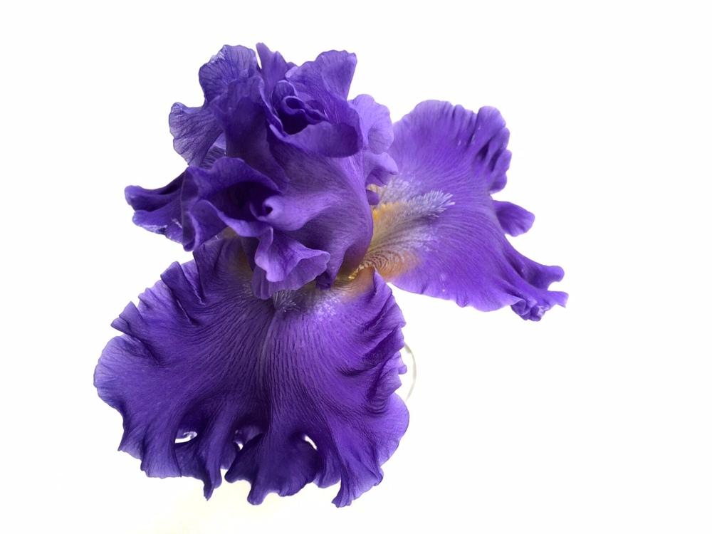 Photo of Tall Bearded Iris (Iris 'Sea Power') uploaded by Islandview