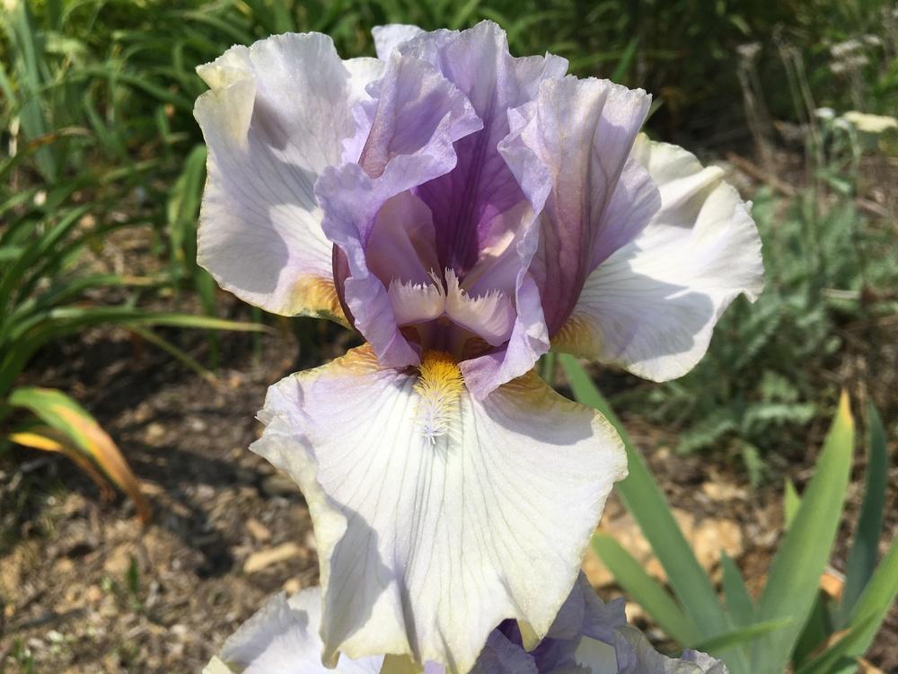 Photo of Tall Bearded Iris (Iris 'Sylvan') uploaded by Misawa77