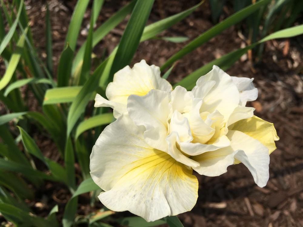 Photo of Siberian Iris (Iris 'Double Play') uploaded by Misawa77