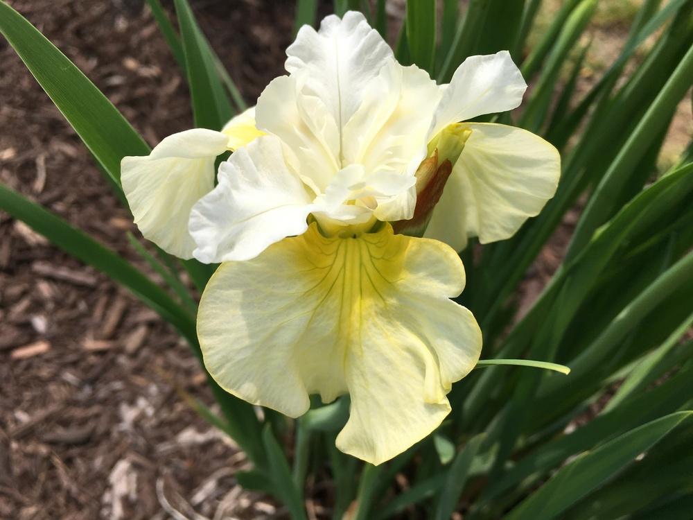 Photo of Siberian Iris (Iris 'Lemon Mousse') uploaded by Misawa77