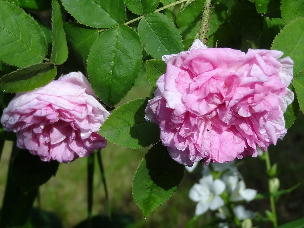 Photo of Rose (Rosa 'Salet') uploaded by Orsola