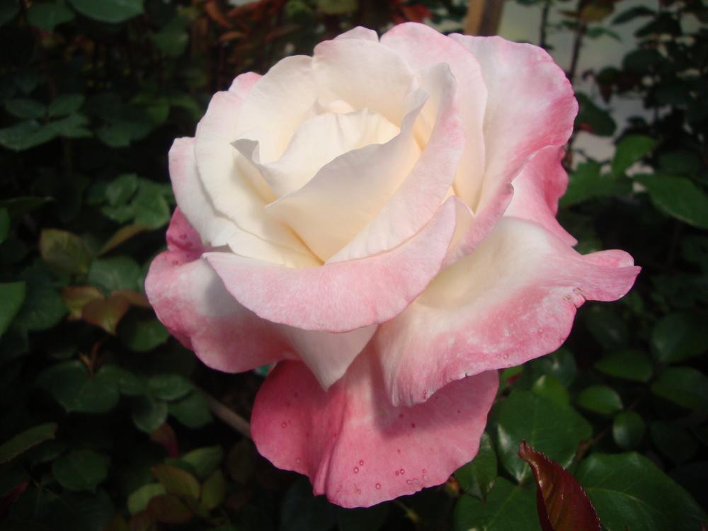 Photo of Rose (Rosa 'Crescendo') uploaded by Paul2032