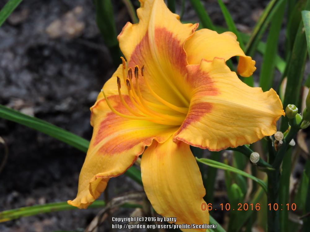 Photo of Daylily (Hemerocallis 'All Fired Up') uploaded by Seedfork