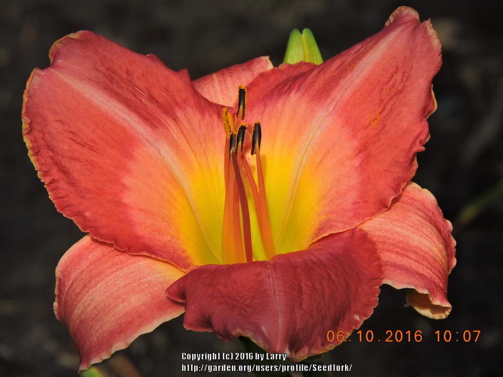 Photo of Daylily (Hemerocallis 'Japanese Brocade') uploaded by Seedfork