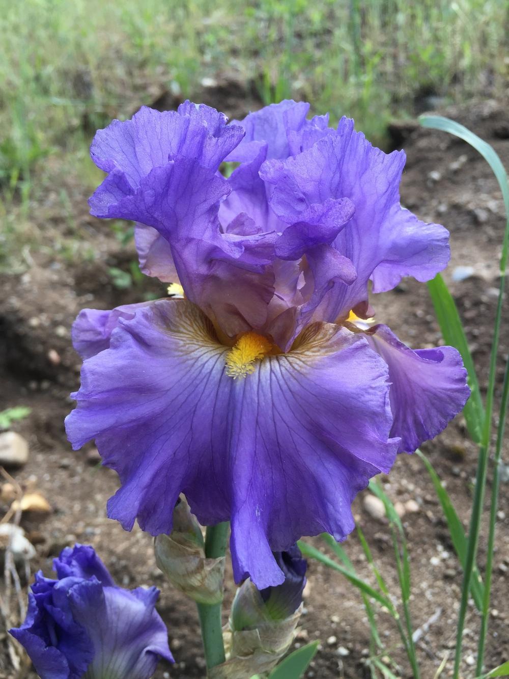 Photo of Tall Bearded Iris (Iris 'Juke Box Hero') uploaded by SpringGreenThumb