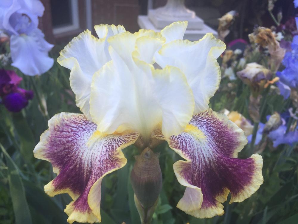 Photo of Tall Bearded Iris (Iris 'Carnival Ride') uploaded by SpringGreenThumb