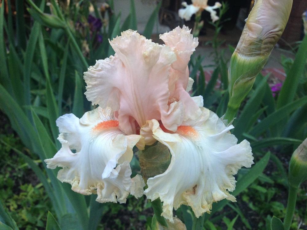 Photo of Tall Bearded Iris (Iris 'Town Flirt') uploaded by SpringGreenThumb