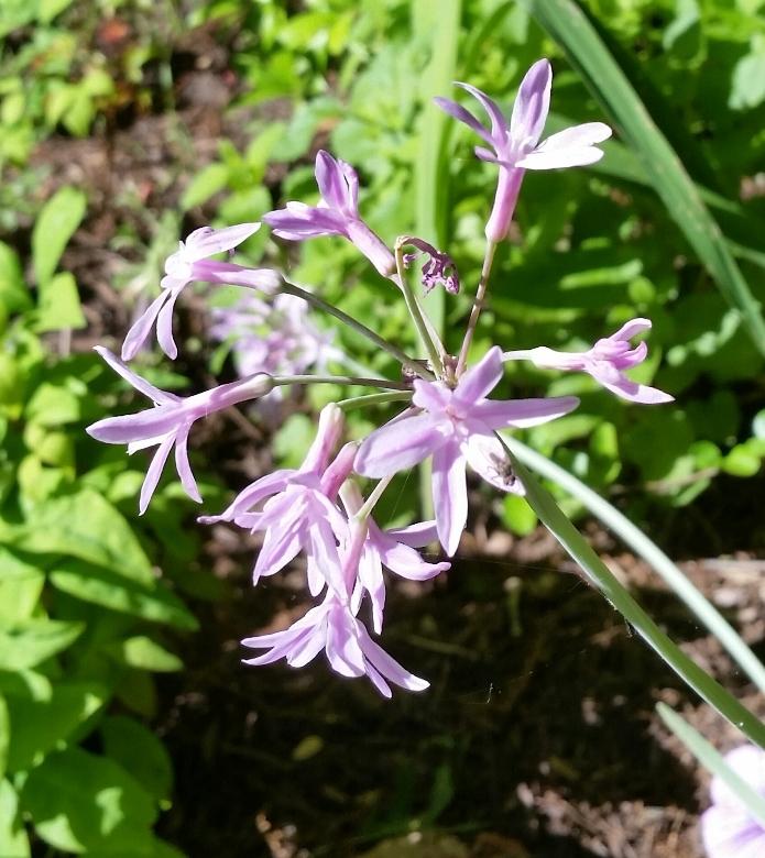 Photo of Variegated Society Garlic (Tulbaghia violacea 'Silver Lace') uploaded by Whitebeard