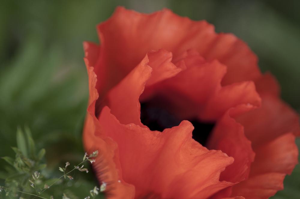 Photo of Poppies (Papaver) uploaded by cliftoncat