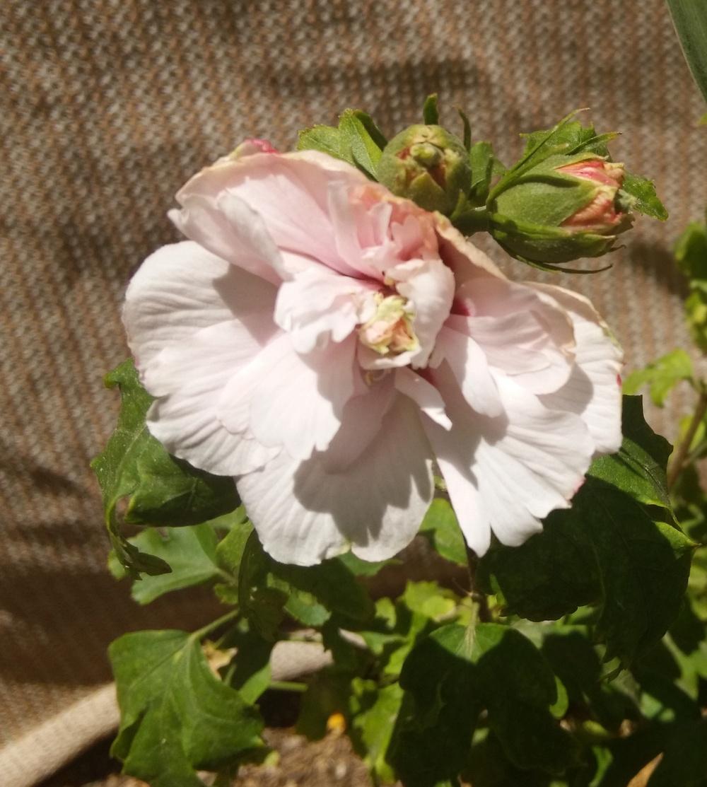 Photo of Confederate Rose (Hibiscus mutabilis) uploaded by cocoajuno