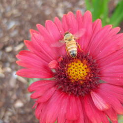 Location: WA
Date: Summer
The bees love gaillardias.