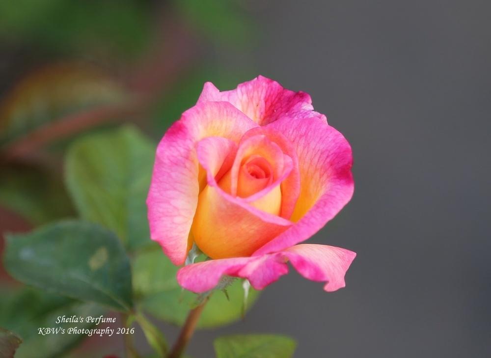 Photo of Floribunda Rose (Rosa 'Sheila's Perfume') uploaded by kbw664
