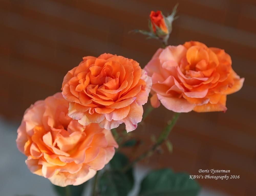 Photo of Rose (Rosa 'Doris Tysterman') uploaded by kbw664