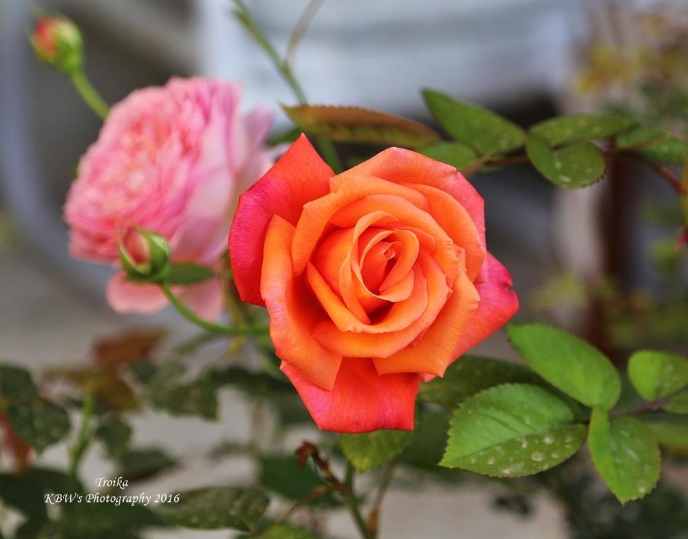 Photo of Rose (Rosa 'Royal Dane') uploaded by kbw664