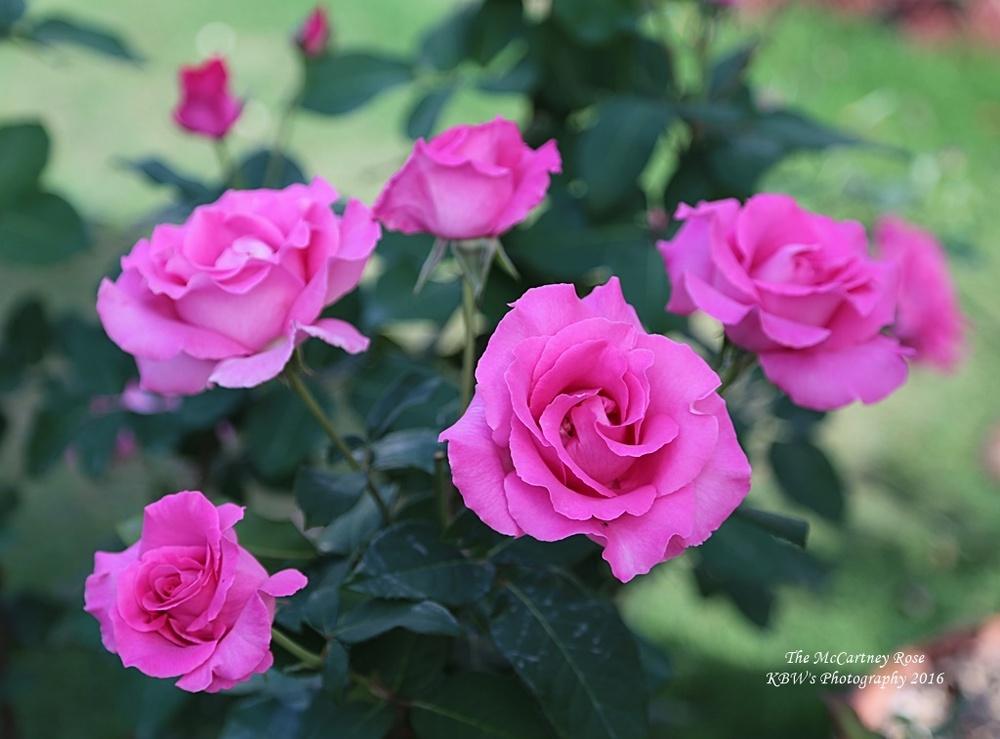 Photo of Rose (Rosa 'The McCartney Rose') uploaded by kbw664