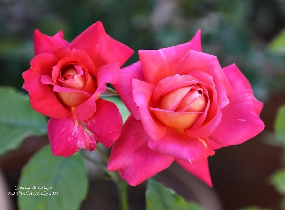 Photo of Rose (Rosa 'Condesa de Sastago') uploaded by kbw664