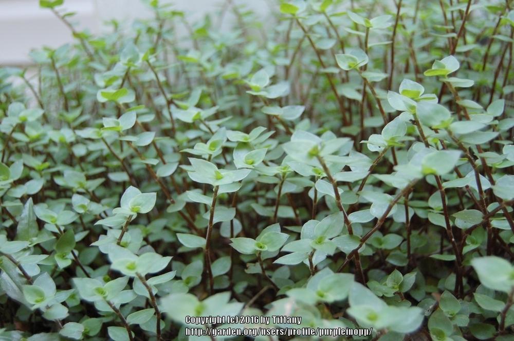 Photo of Inch Plant (Callisia repens) uploaded by purpleinopp