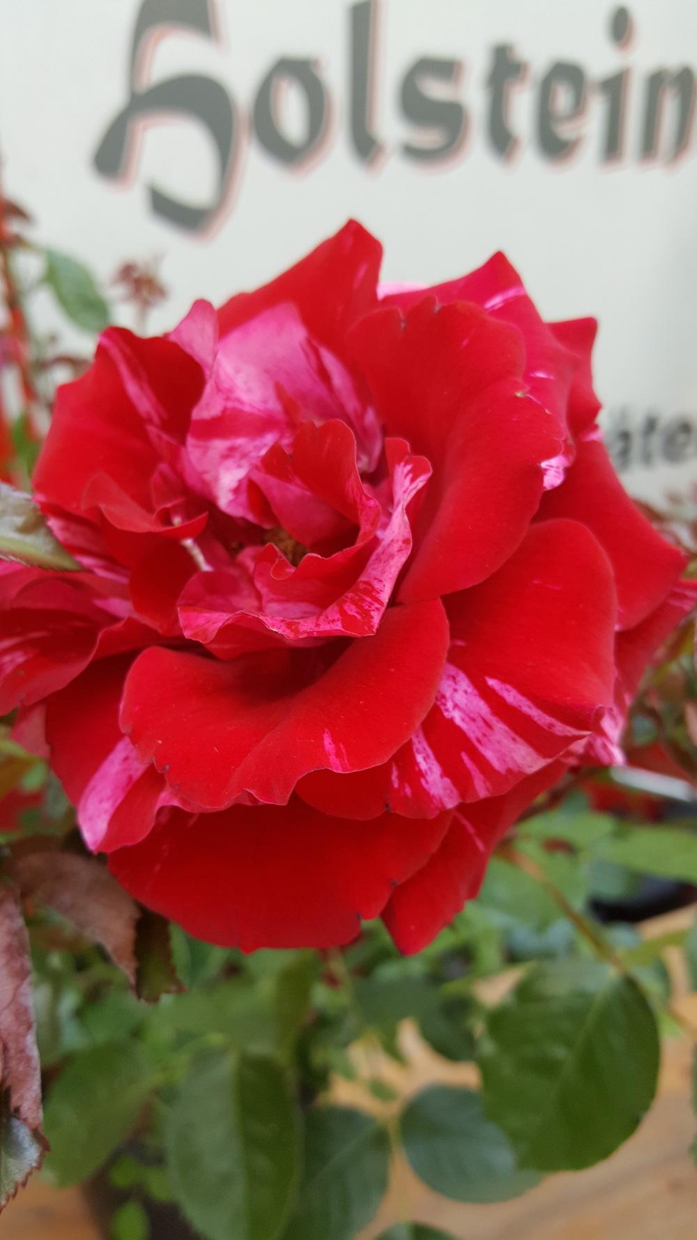 Photo of Rose (Rosa 'Deep Impression') uploaded by CindiKS