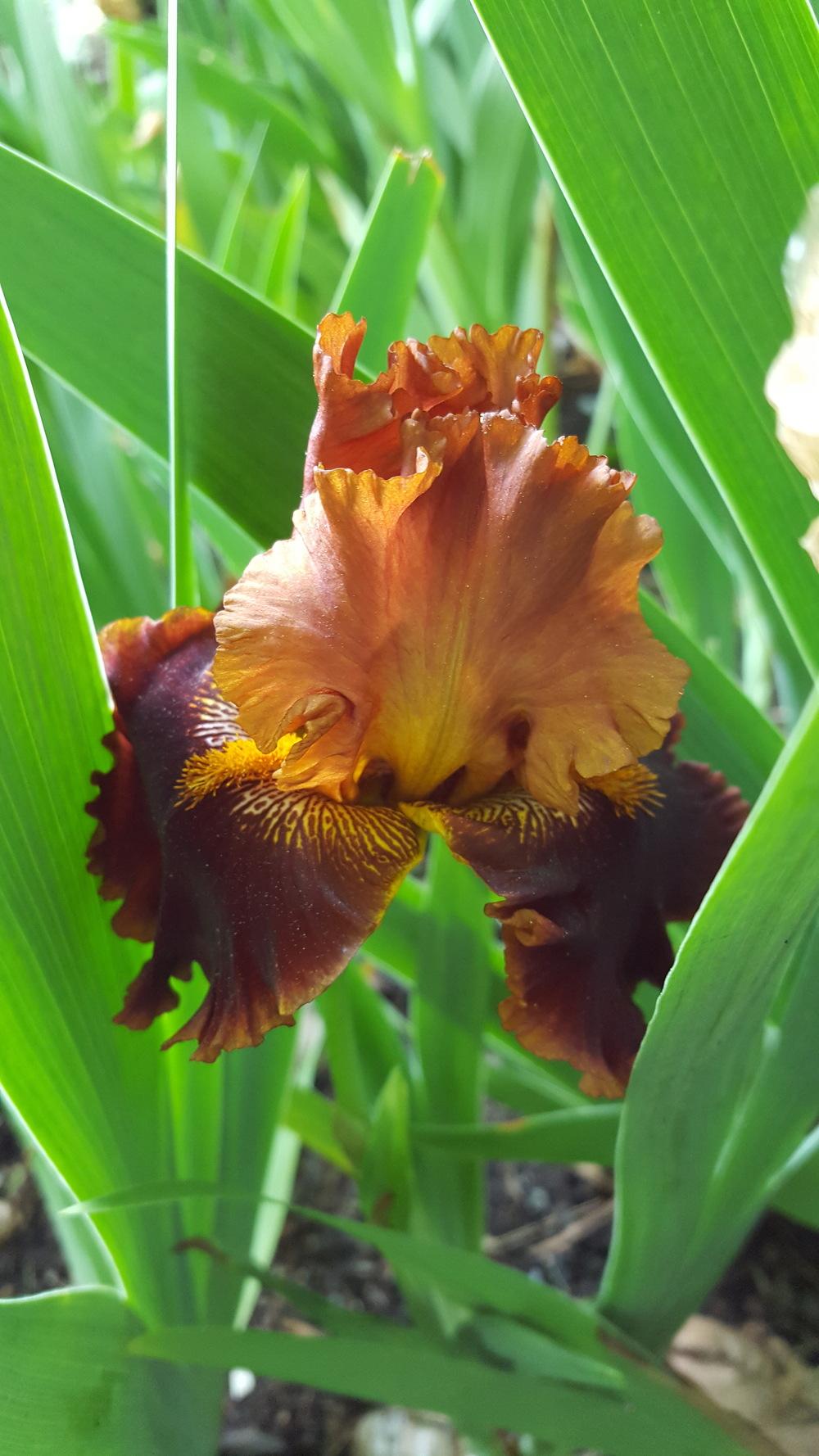 Photo of Tall Bearded Iris (Iris 'Copatonic') uploaded by Dachsylady86