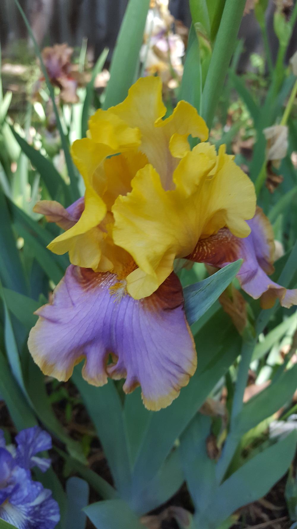 Photo of Tall Bearded Iris (Iris 'Waimea Canyon Sunrise') uploaded by Dachsylady86