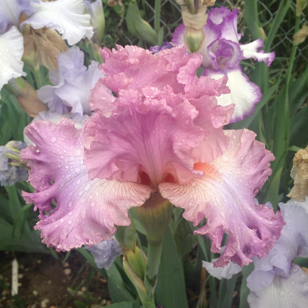 Photo of Tall Bearded Iris (Iris 'Social Graces') uploaded by SpringGreenThumb